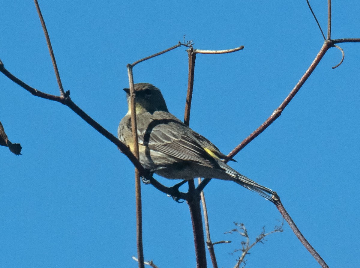 Yellow-rumped Warbler - ML628487410