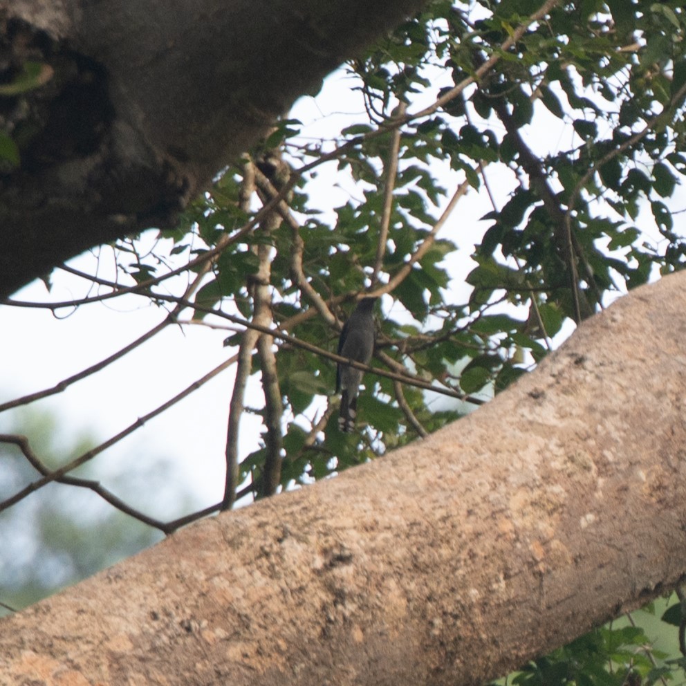 Black-winged Cuckooshrike - ML628487475