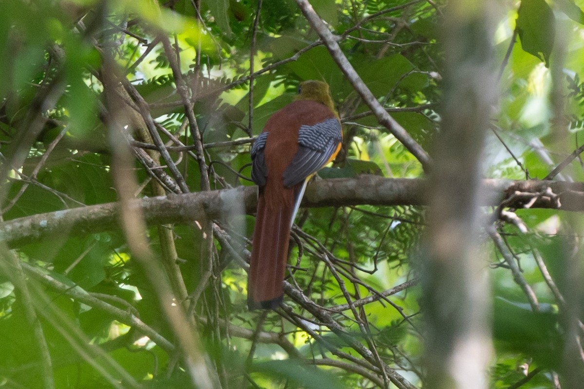 Orangebauchtrogon - ML628487726