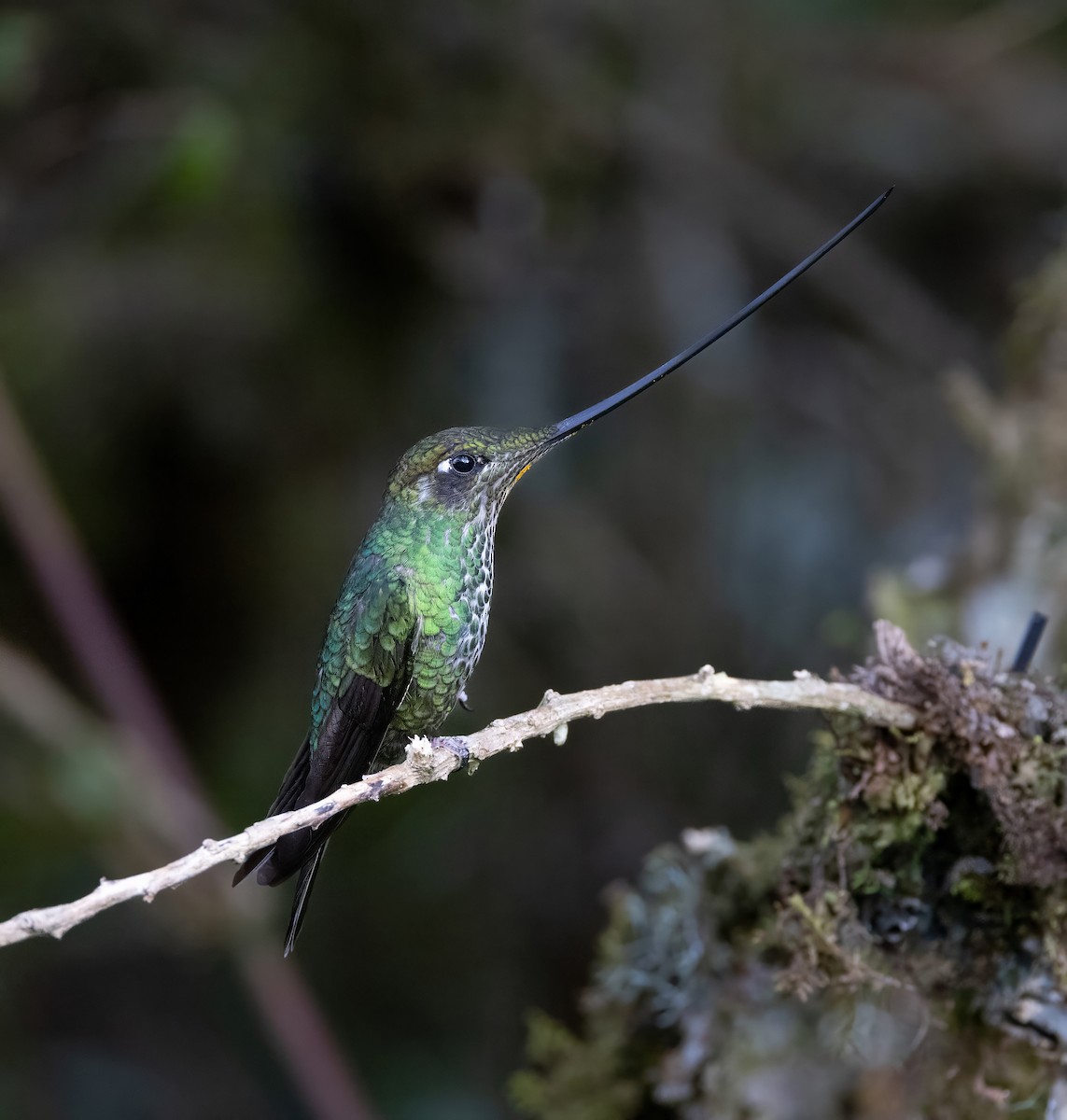 Sword-billed Hummingbird - ML628487756