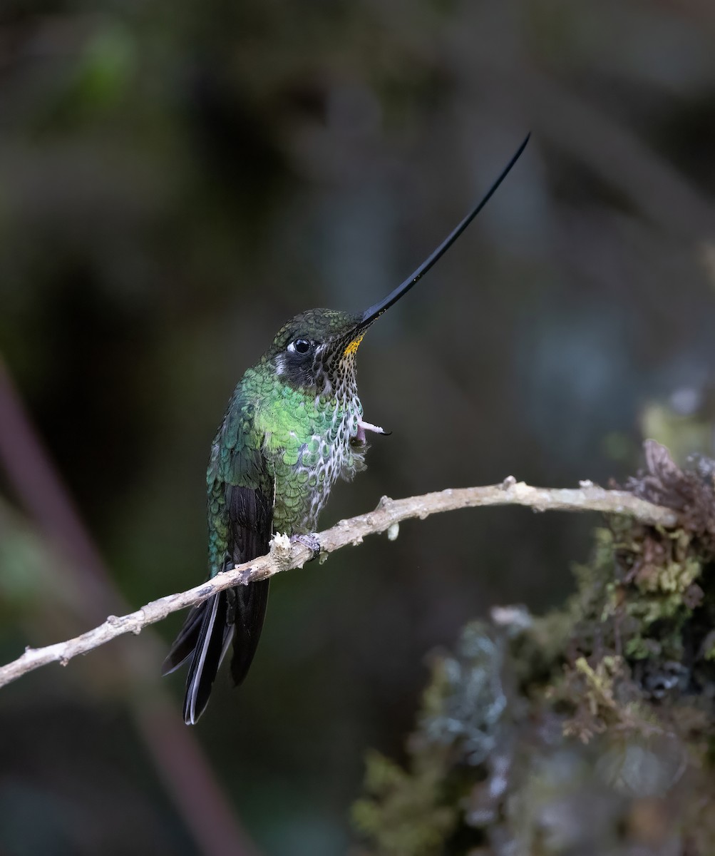 Sword-billed Hummingbird - ML628487758