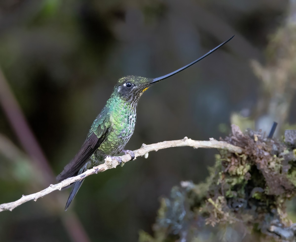 Sword-billed Hummingbird - ML628487759