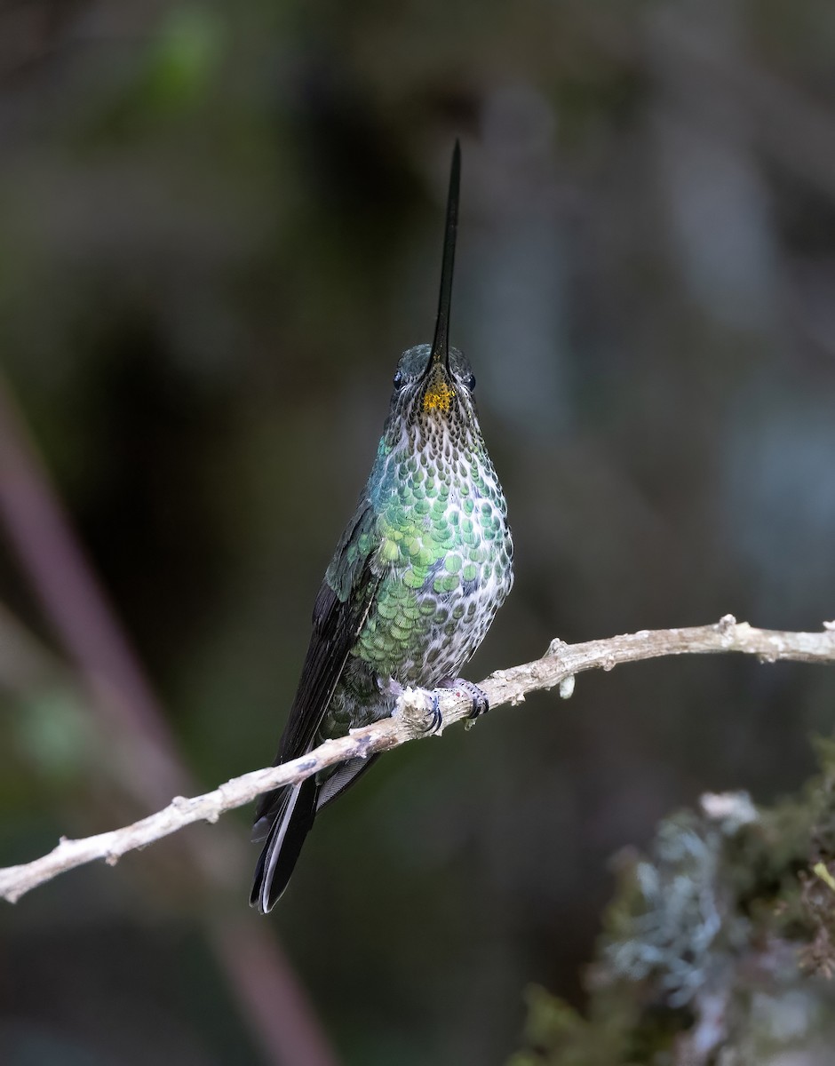 Sword-billed Hummingbird - ML628487760