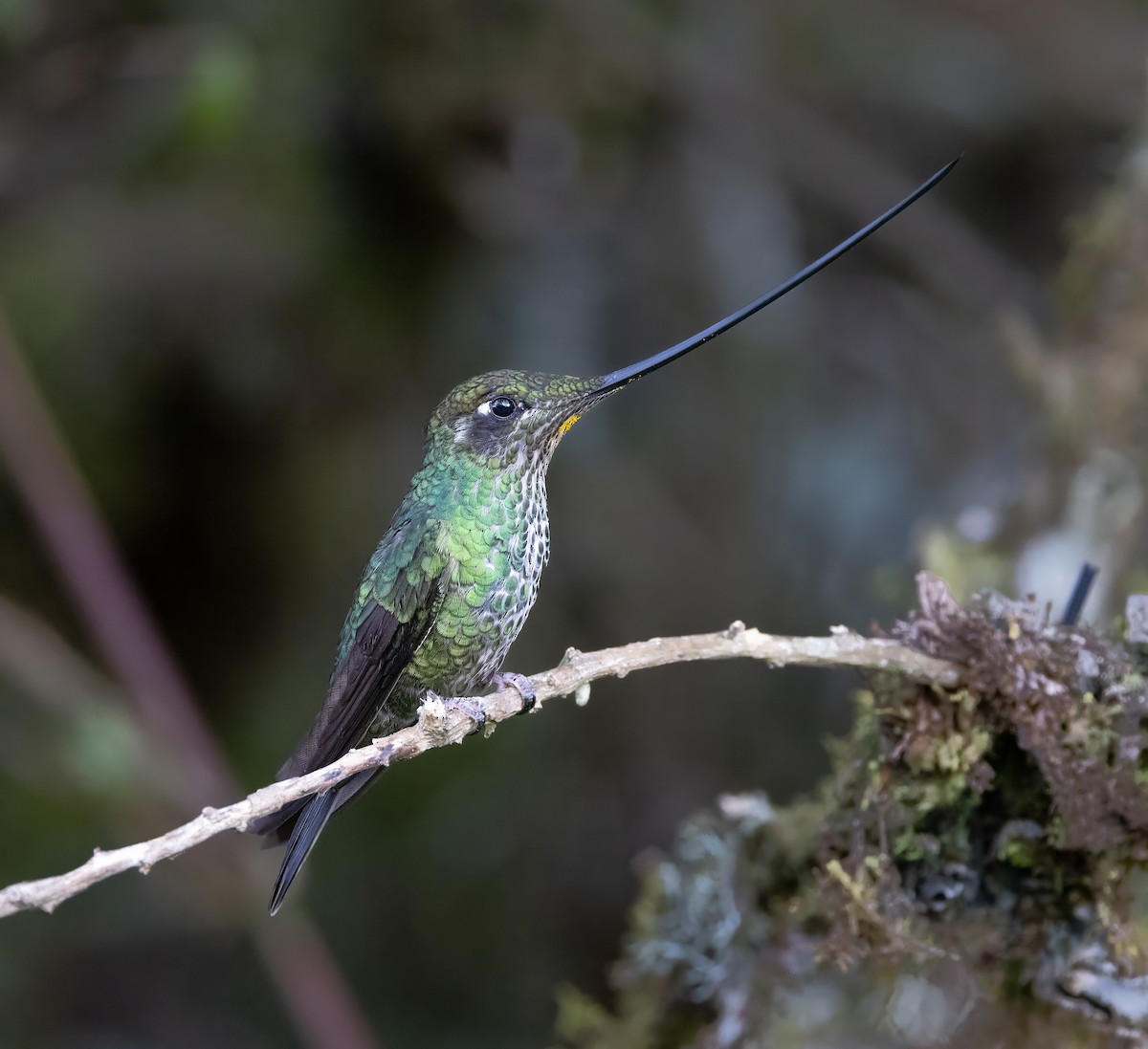 Sword-billed Hummingbird - ML628487761