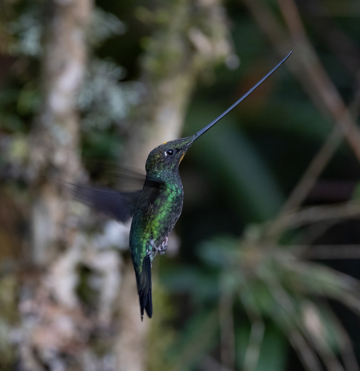 Sword-billed Hummingbird - ML628487762