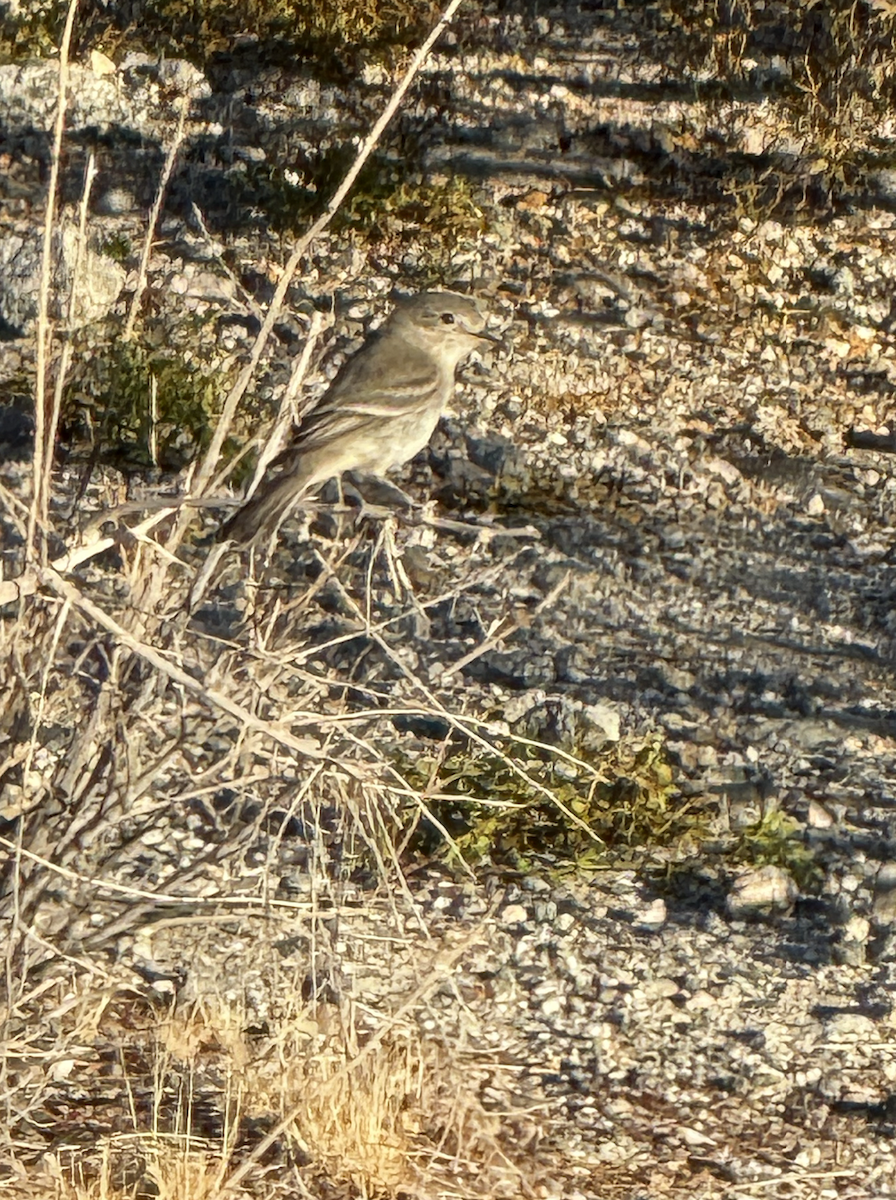 Gray Flycatcher - ML628487806