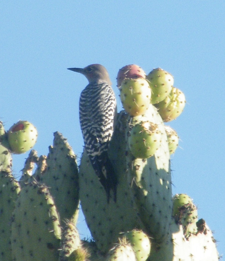 Gray-breasted Woodpecker - ML628488030