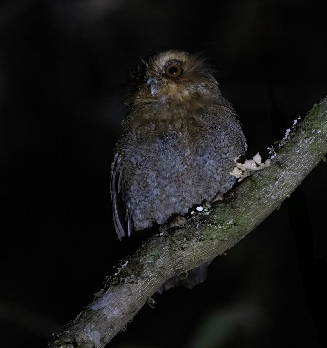 Long-whiskered Owlet - ML628488275