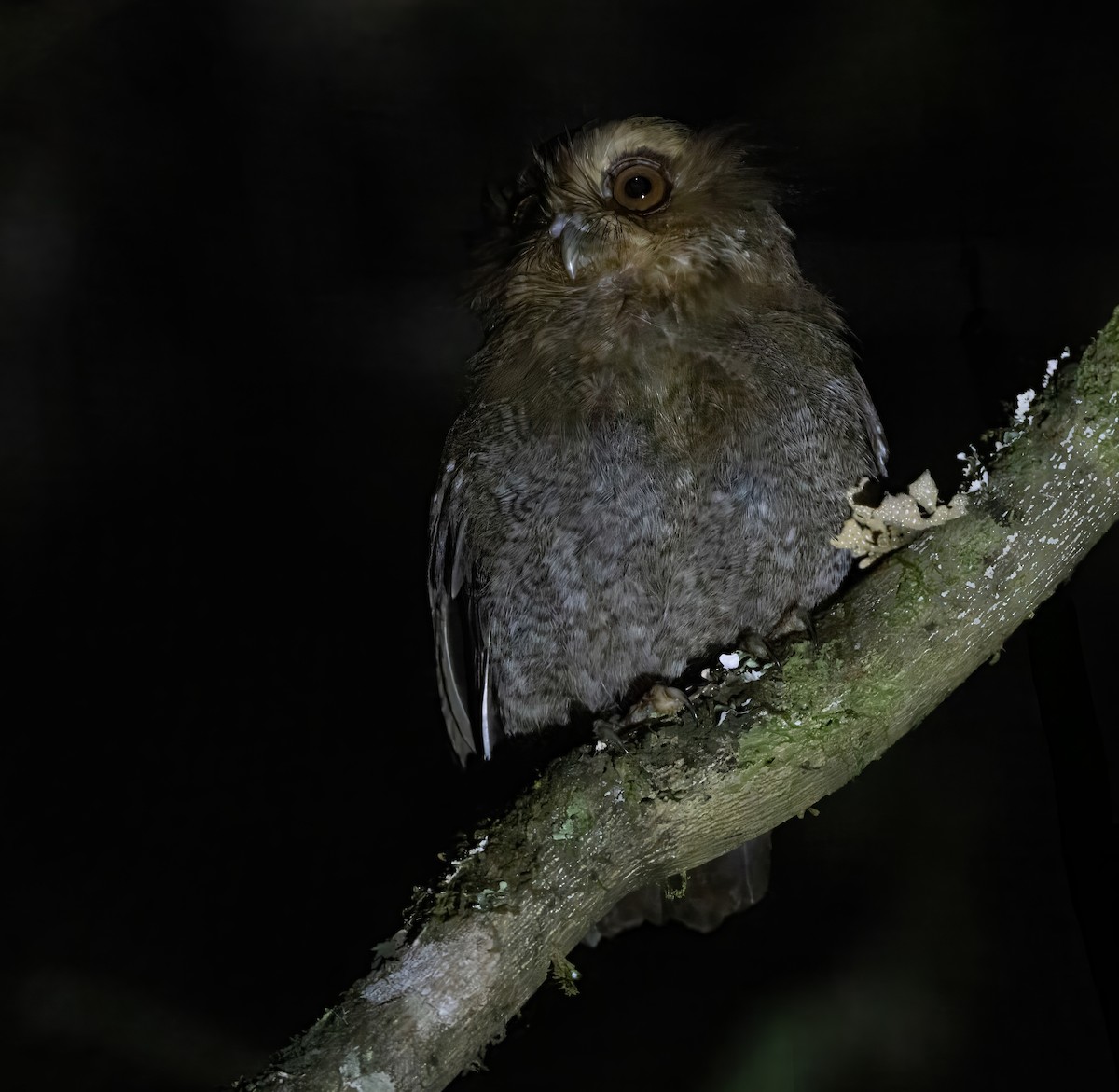 Long-whiskered Owlet - ML628488277