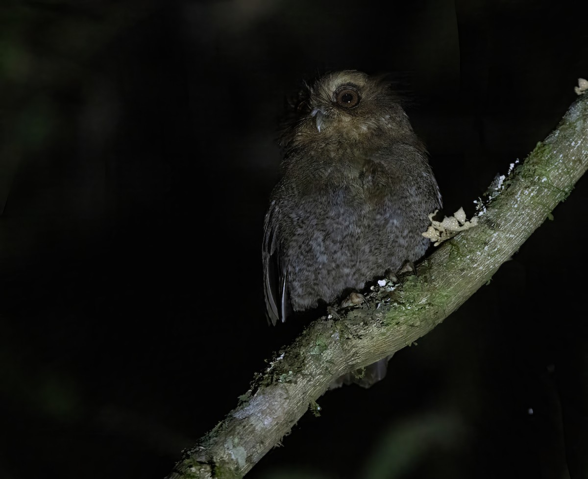 Long-whiskered Owlet - ML628488278