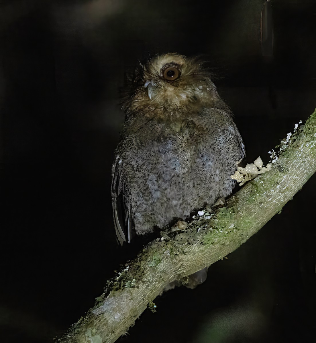 Long-whiskered Owlet - ML628488279