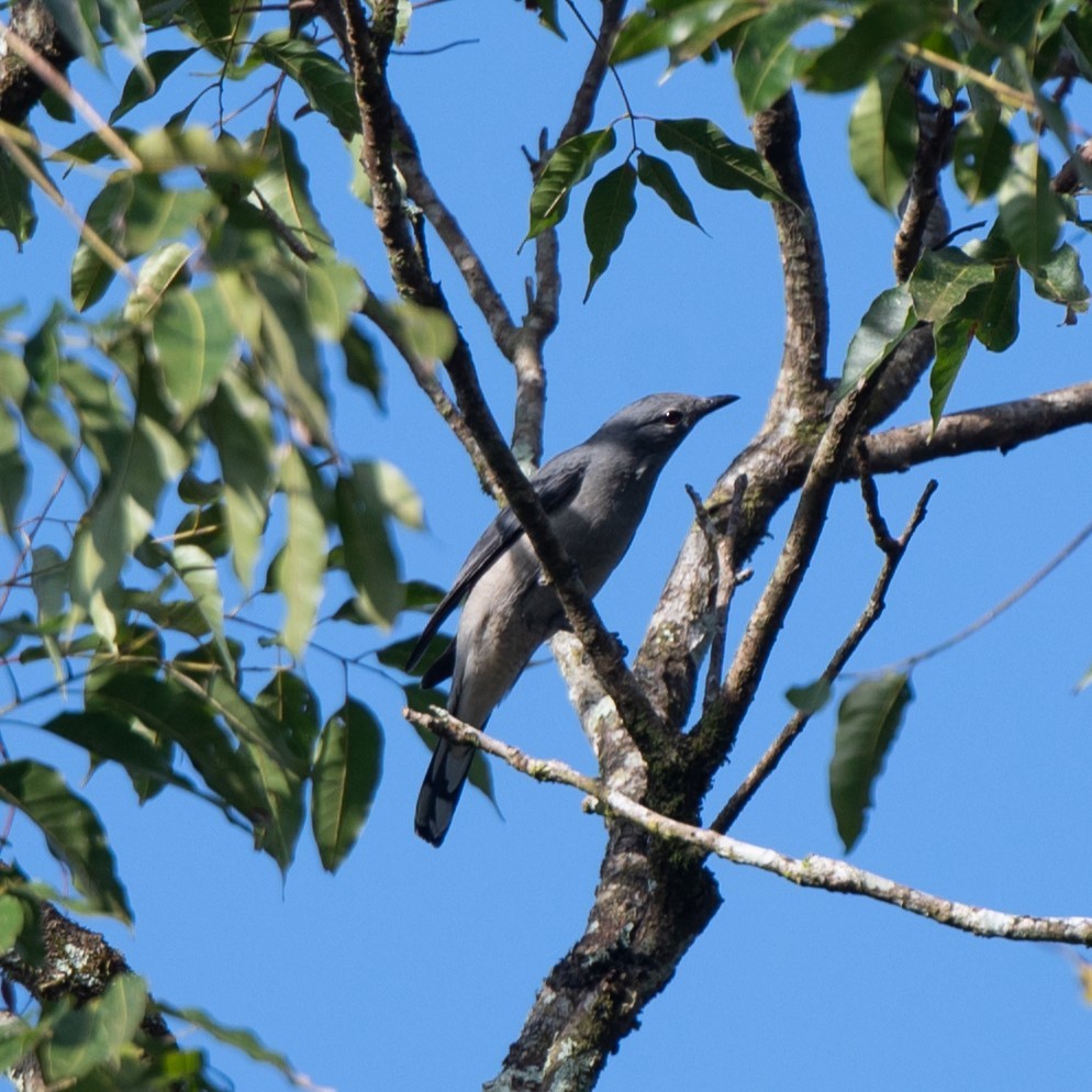 Black-winged Cuckooshrike - ML628488303