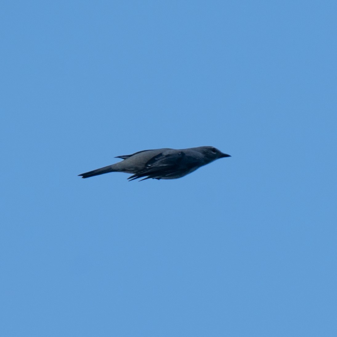 Black-winged Cuckooshrike - ML628488304