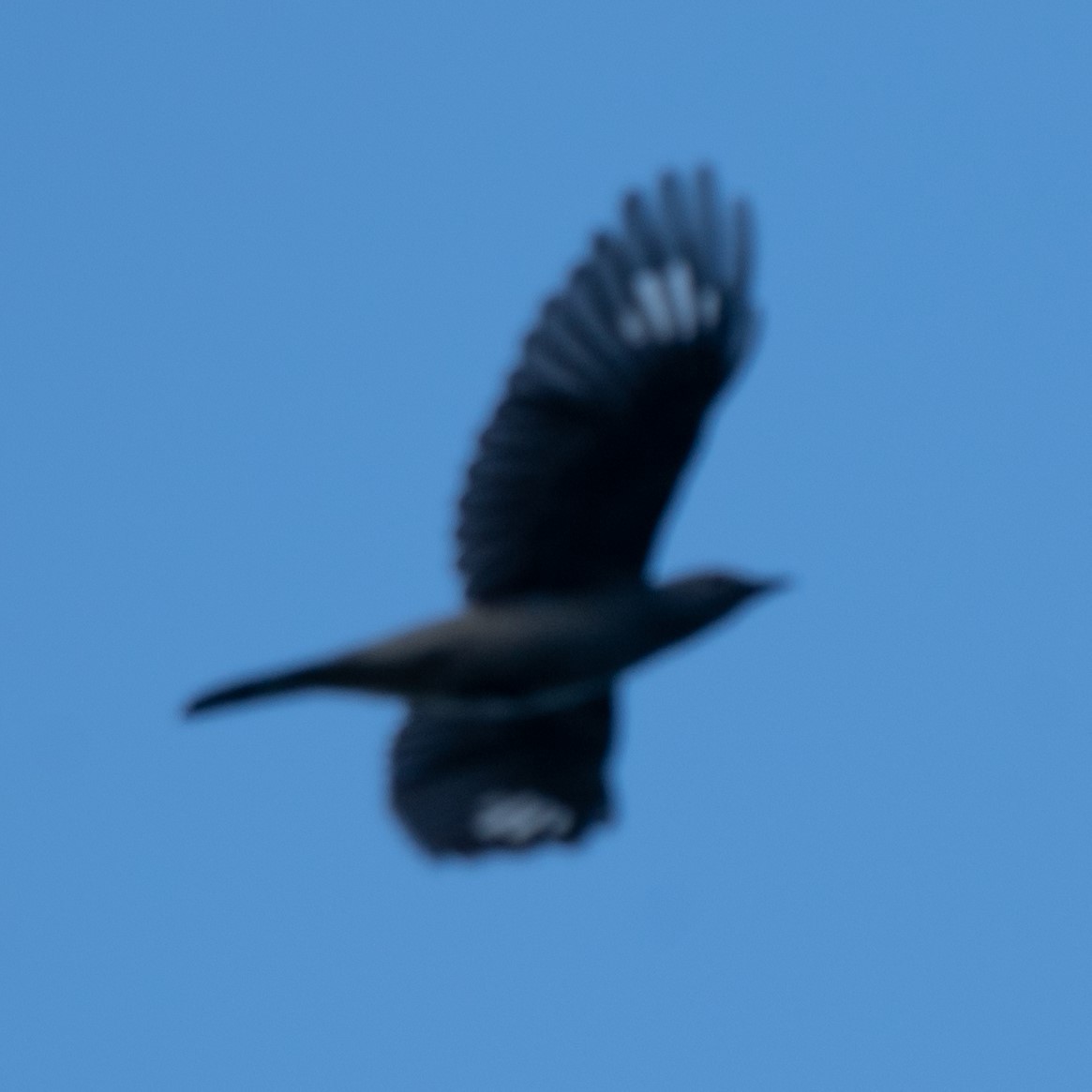 Black-winged Cuckooshrike - ML628488305