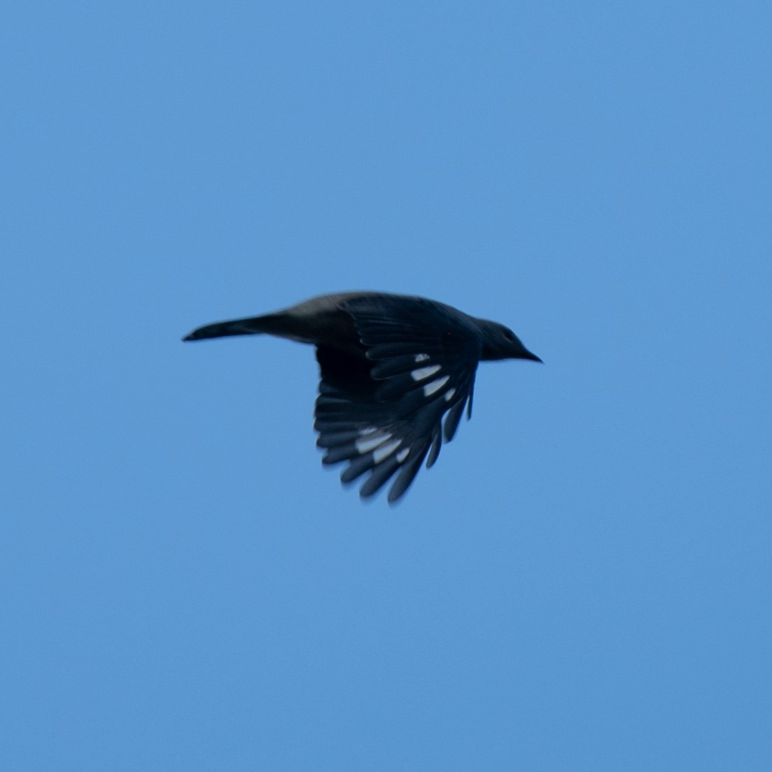 Black-winged Cuckooshrike - ML628488306