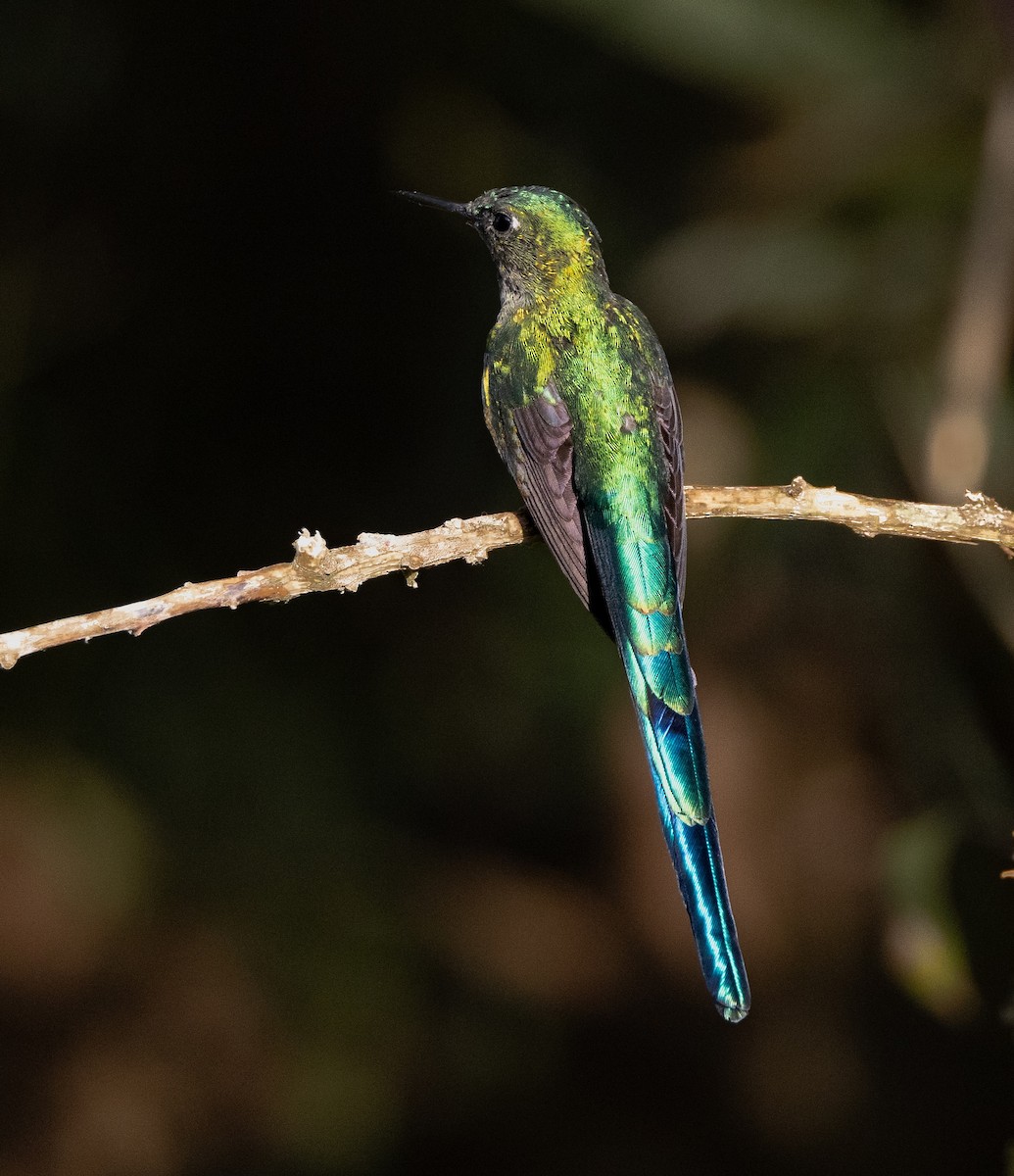 Long-tailed Sylph - ML628488332