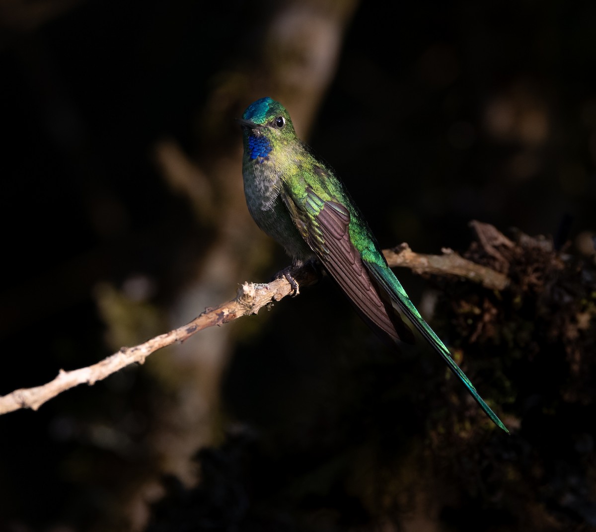 Long-tailed Sylph - ML628488333