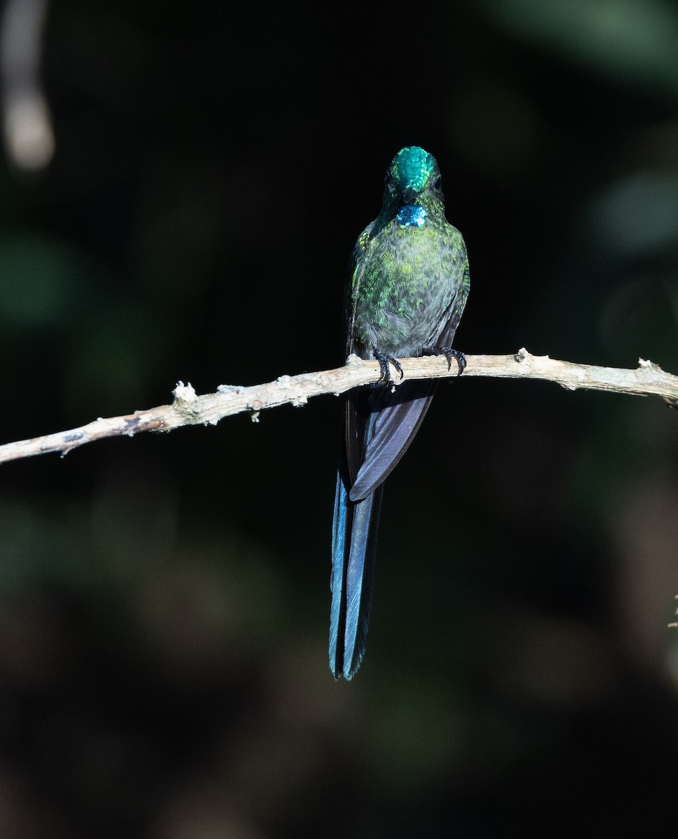 Long-tailed Sylph - ML628488334