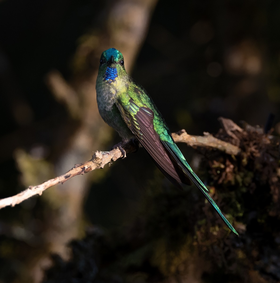 Long-tailed Sylph - ML628488335