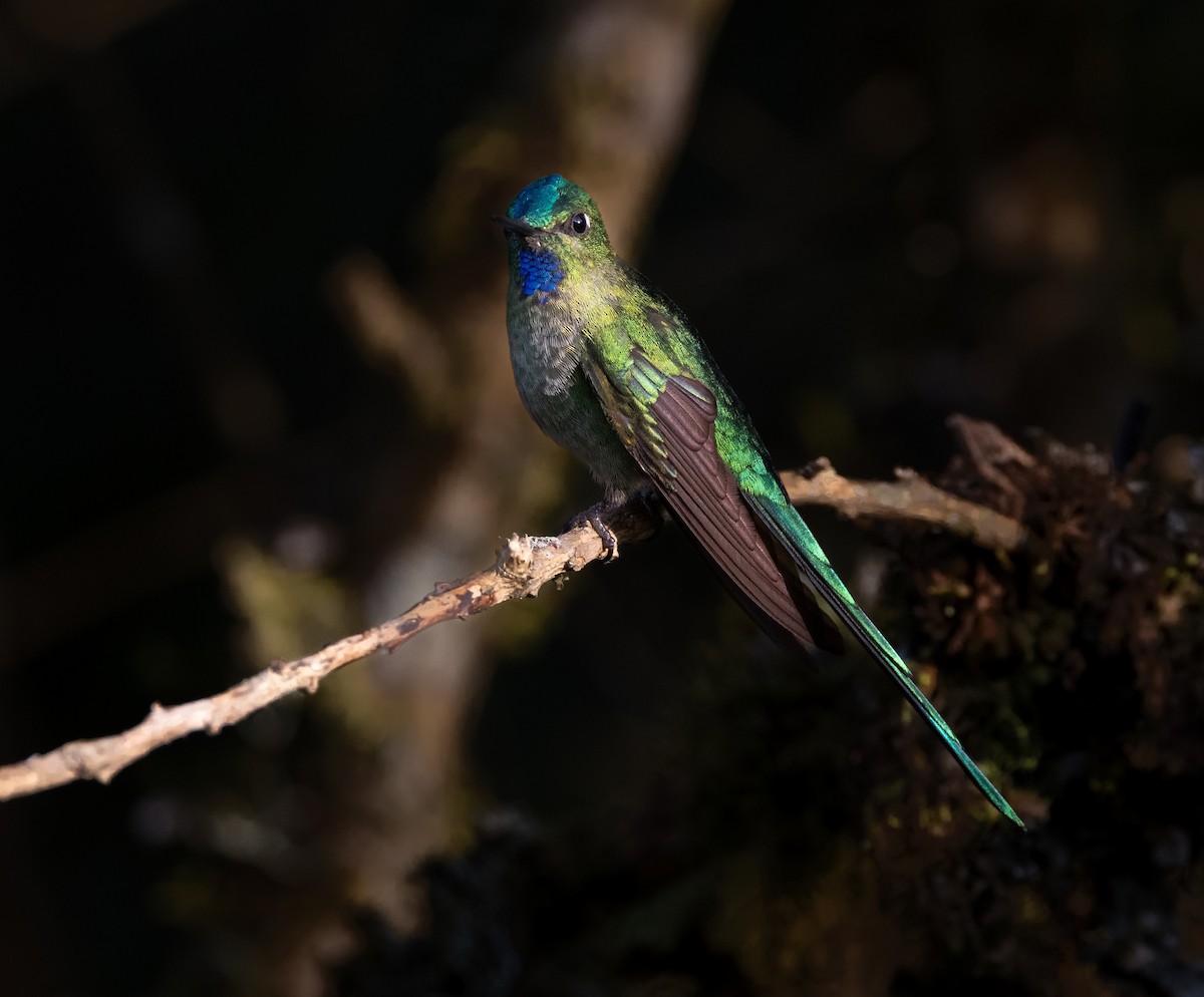 Long-tailed Sylph - ML628488336