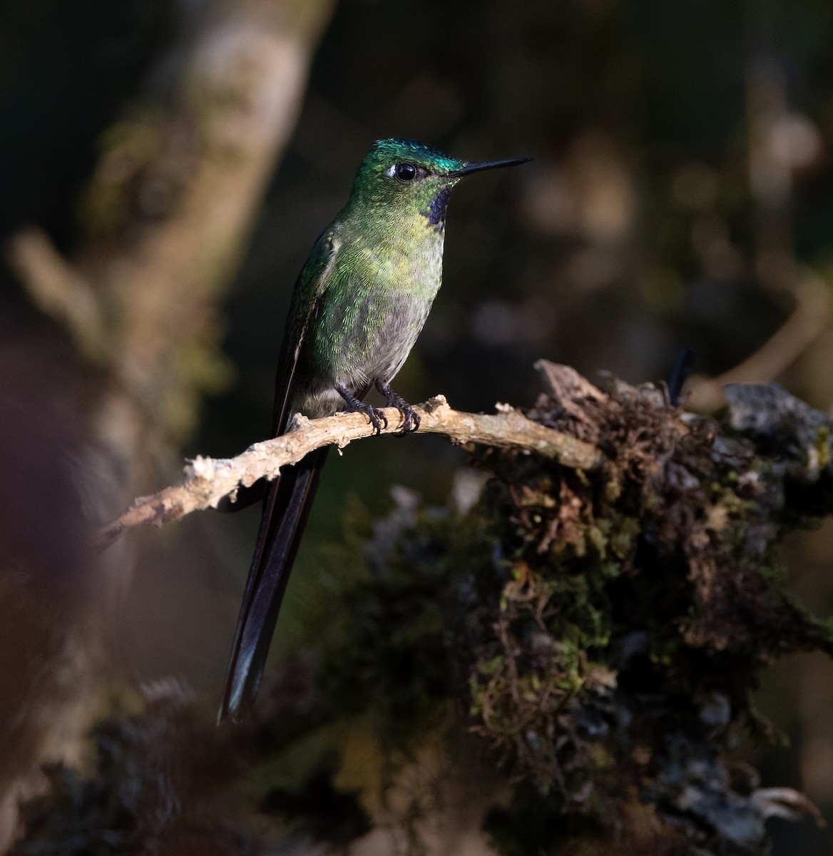 Long-tailed Sylph - ML628488337