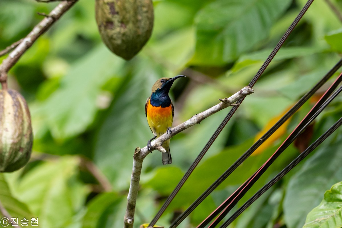 Palawan Sunbird - ML628488473