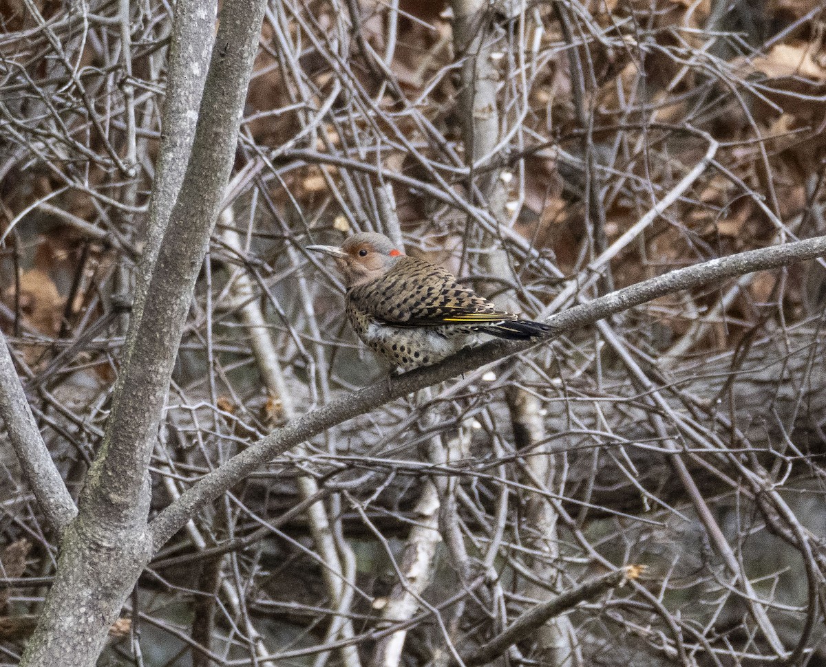 Northern Flicker - ML628488552