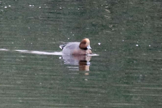 Зээрд нугас - ML628488573