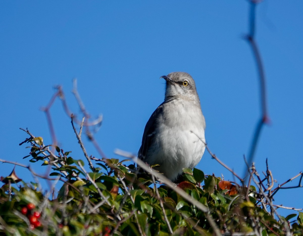 Northern Mockingbird - ML628489184