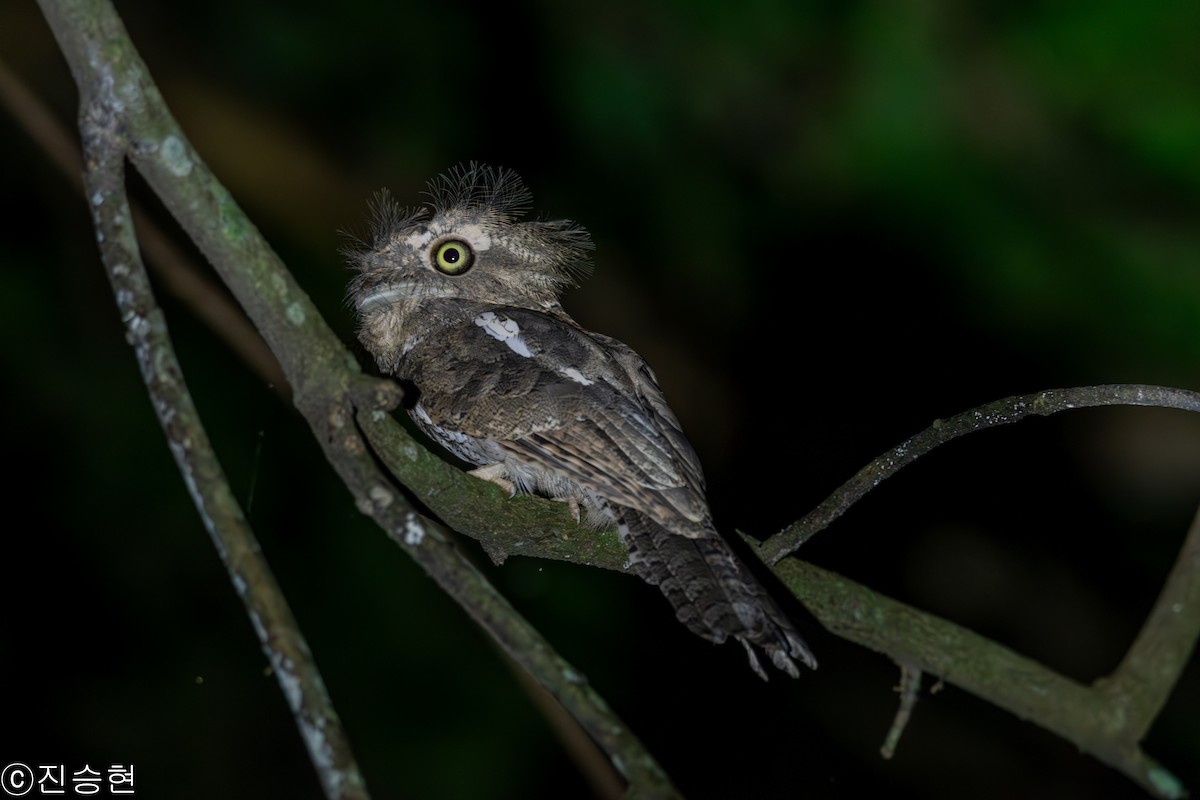 Палаванский лягушкорот - ML628489204