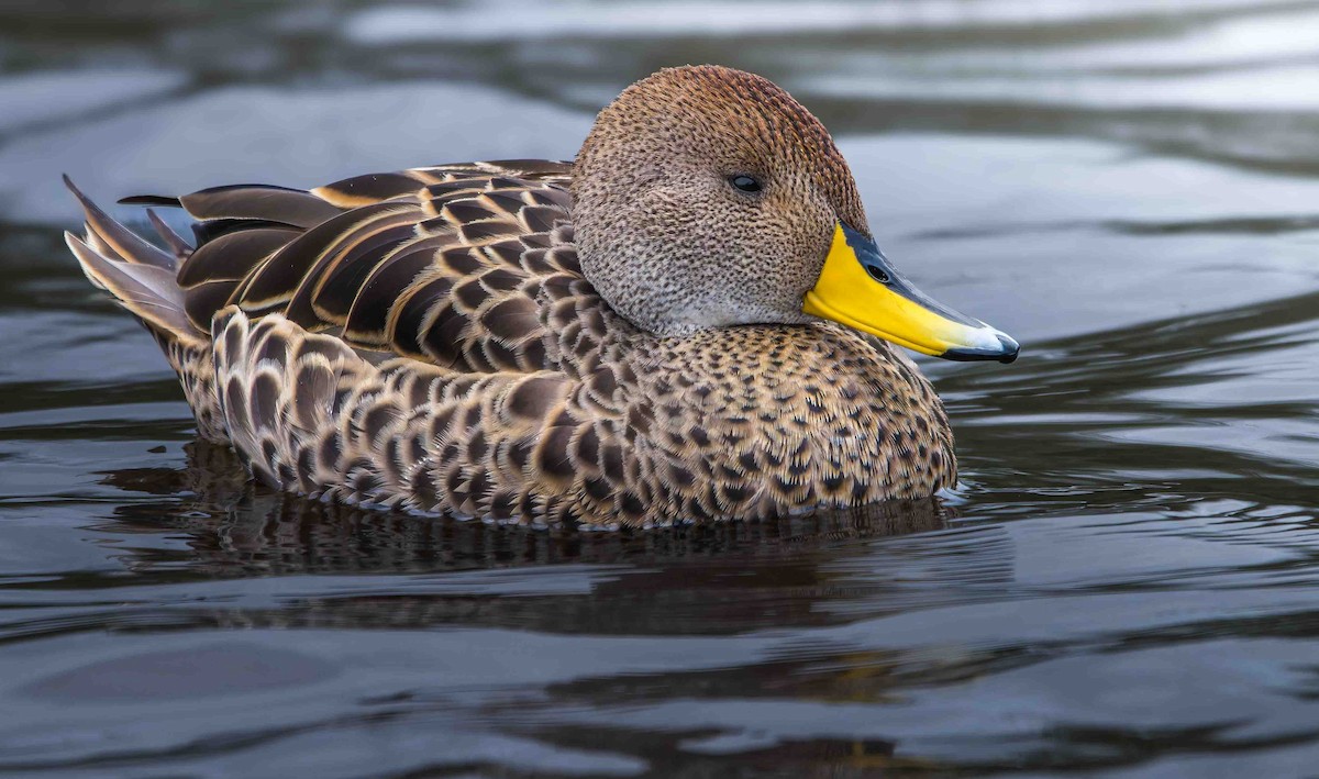 Yellow-billed Pintail - ML628489346