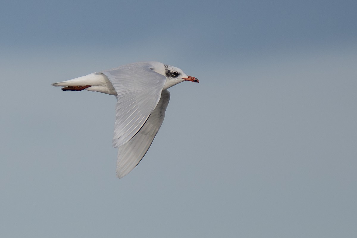 Mediterranean Gull - ML628489372
