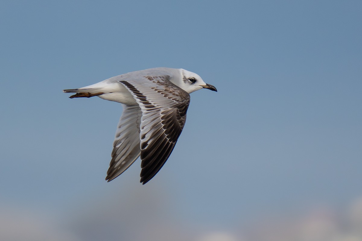 Mediterranean Gull - ML628489374