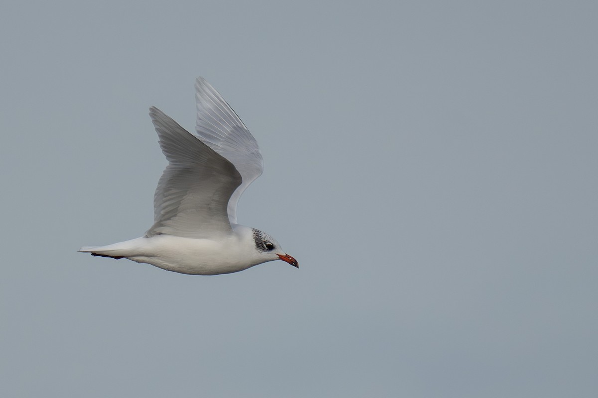 Mediterranean Gull - ML628489376