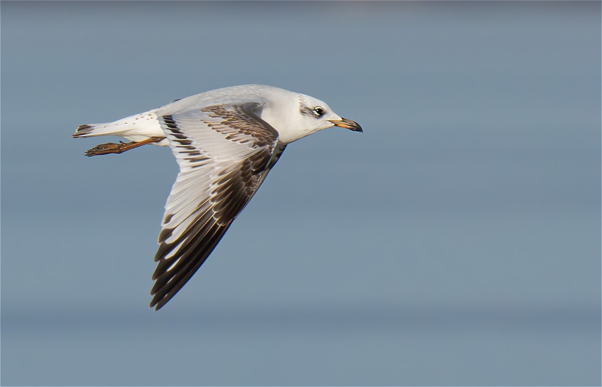 Mediterranean Gull - ML628489377