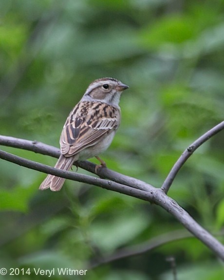 Clay-colored Sparrow - ML628489755
