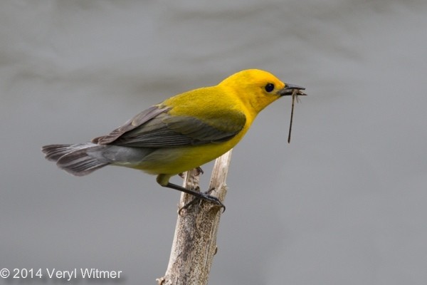Prothonotary Warbler - ML628489788