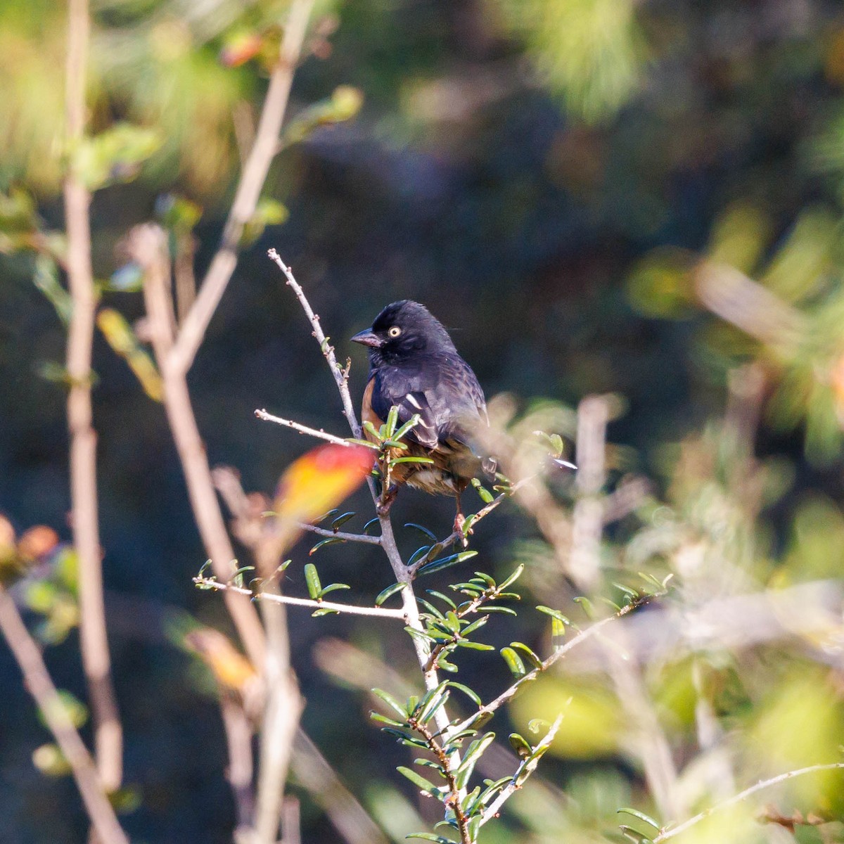 Eastern Towhee - ML628489986