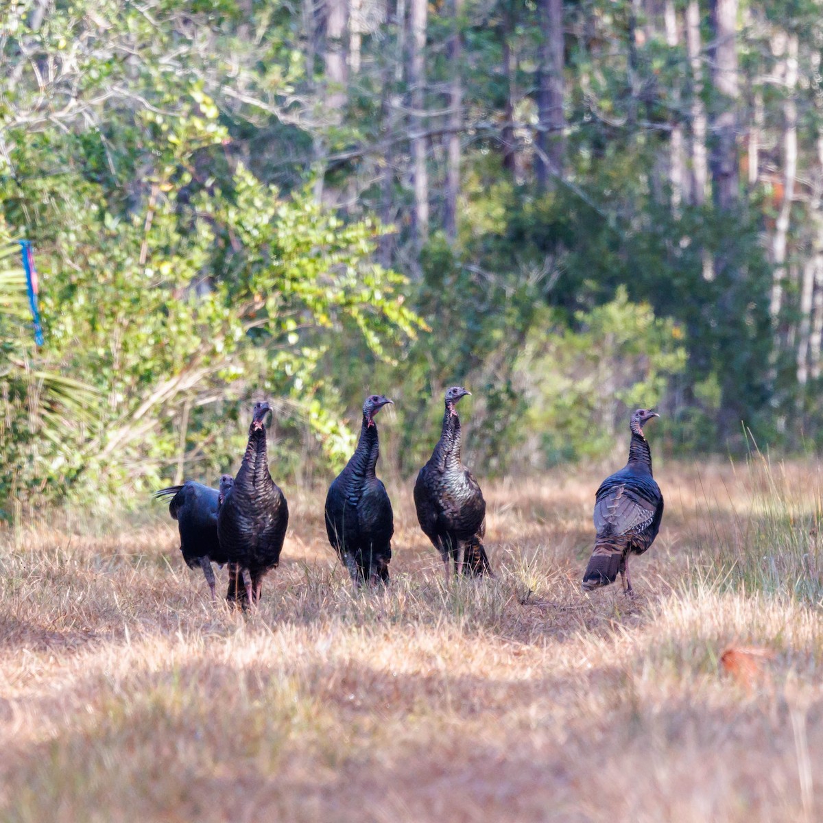 Wild Turkey - ML628490005