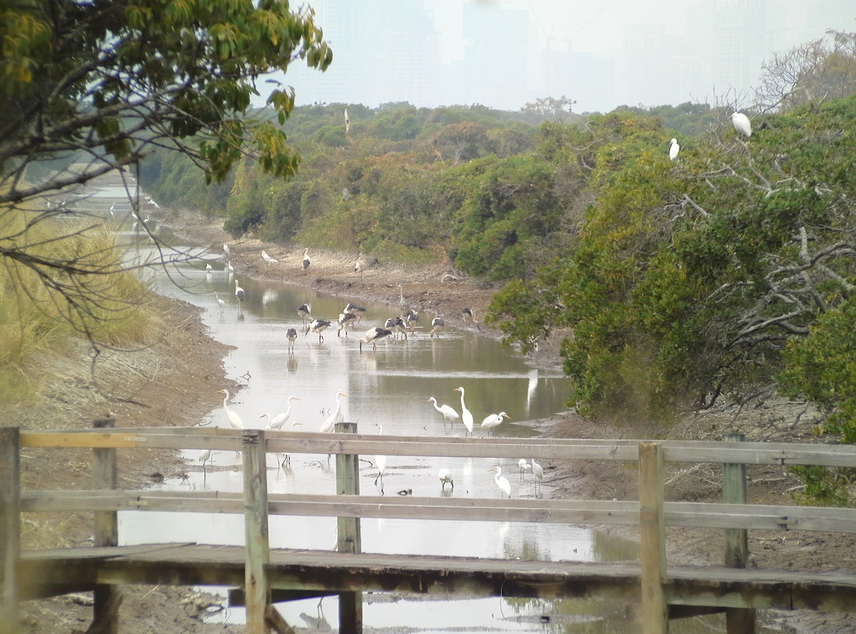 Oriental Stork - ML628490054