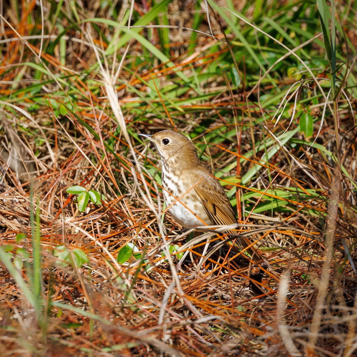 Hermit Thrush - ML628490102