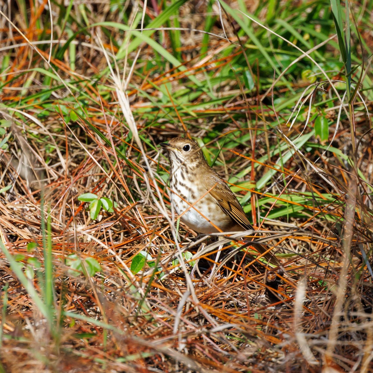 Hermit Thrush - ML628490103