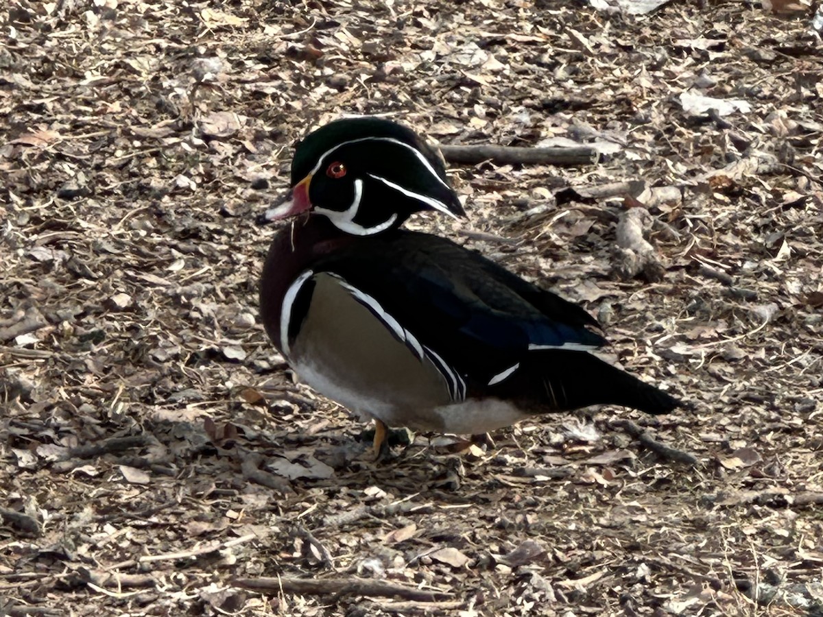 Wood Duck - ML628490206