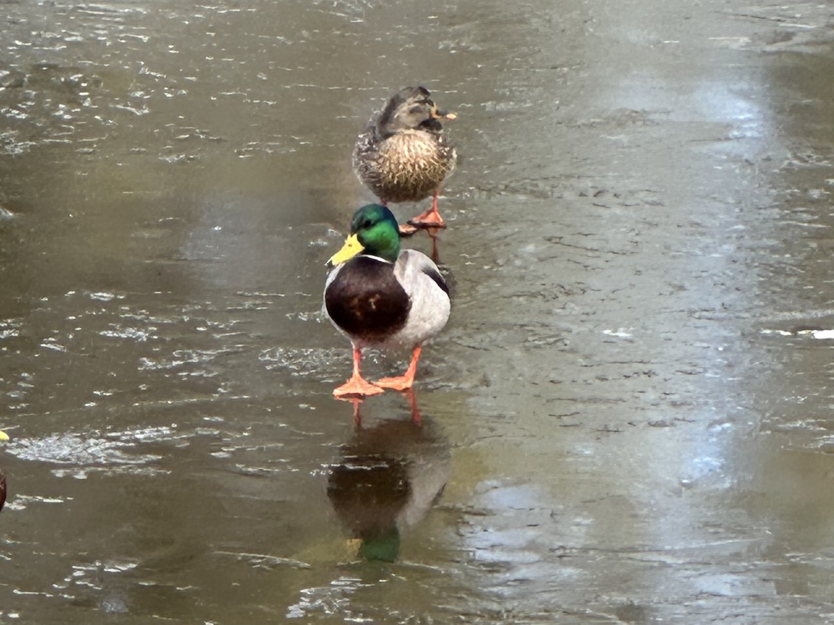 Mallard - ML628490220