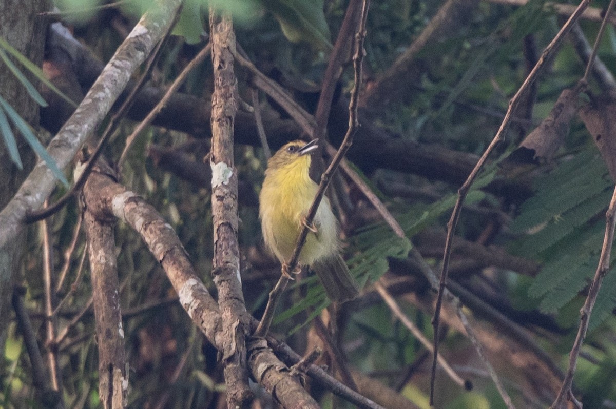 Pin-striped Tit-Babbler - ML628490448