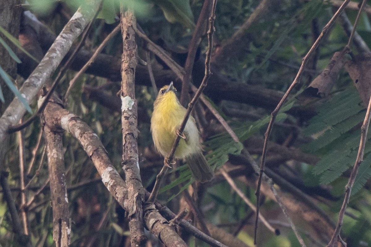 Pin-striped Tit-Babbler - ML628490449