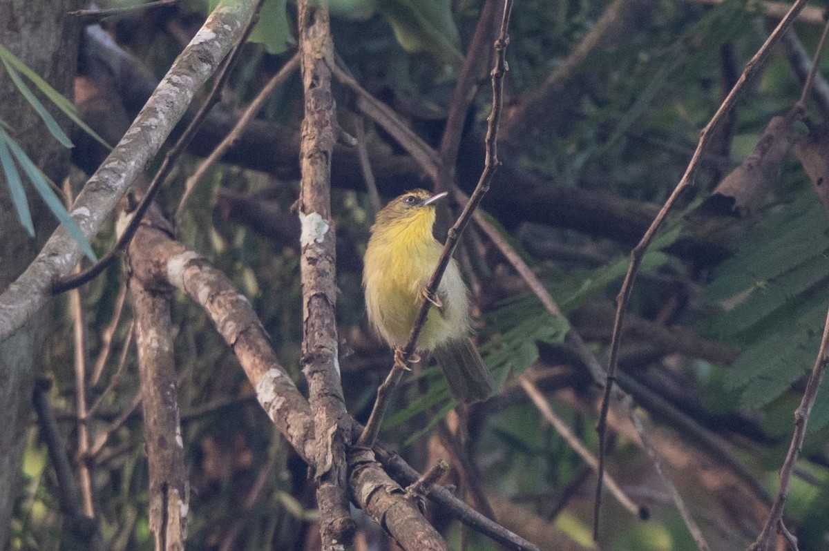 Pin-striped Tit-Babbler - ML628490450