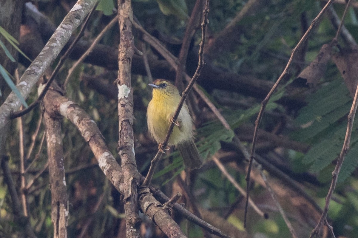 Pin-striped Tit-Babbler - ML628490451