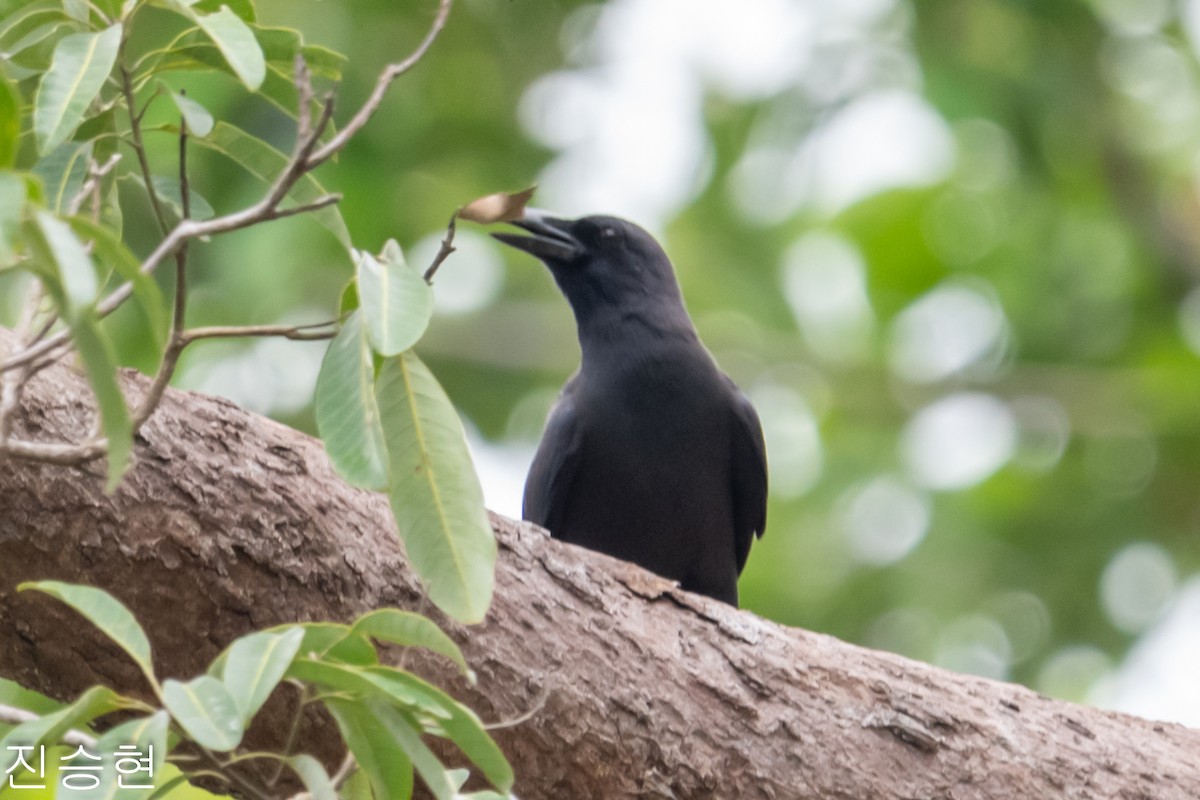 Palawan Crow - ML628490474