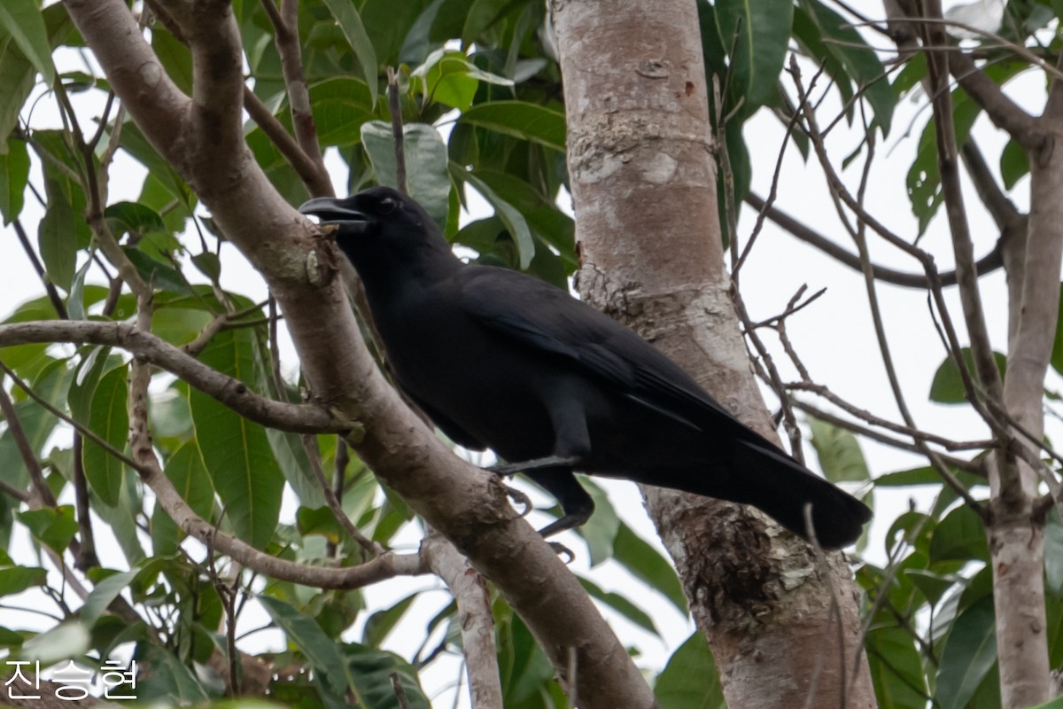 Palawan Crow - ML628490475